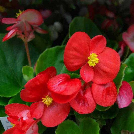 Begonia Flower Health Benefit