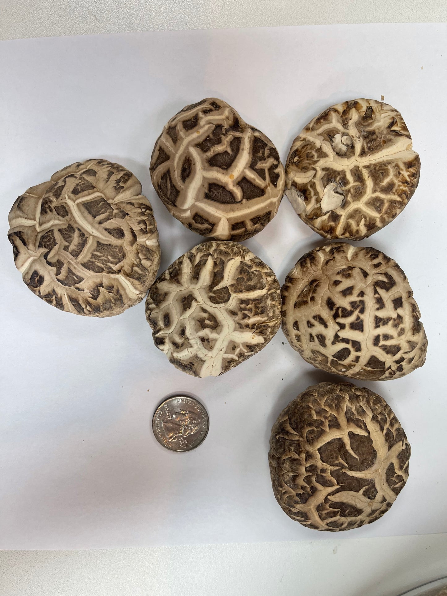 Japanese Mushroom Jumbo Size 1lb